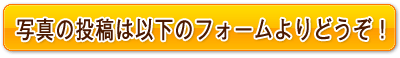 写真の投稿ページです